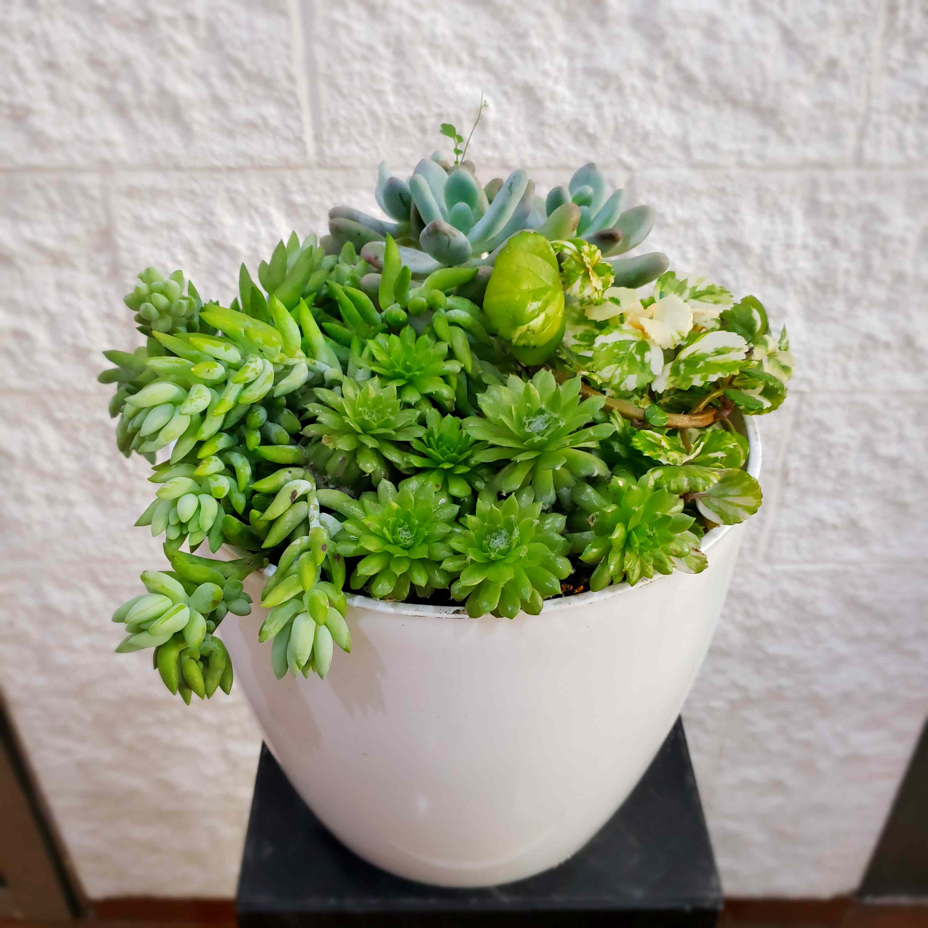 Envio y venta de flores ,rosas, plantas,arreglos florales ,regalos y desayunos a domicilio con delivery gratis en la Ciudad Autonoma de Buenos Aires y con costo de envo en localidades del Gran Buenos Aires asi como delivery de flores y plantas a travs de florerias asociadas en todas las provincias de la Argentina, Buenos Aires, la Pampa, Tucuman, La Rioja, Ro Negro, Entre Rios, Corrientes, Misiones, Neuquen, Chubut, Tierra del Fuego, Santa Cruz, San Luis, Mendoza, Cordoba, Jujuy, Formosa, Santiago del Estero, Salta, Chaco, Catamarca ,San Juan, y ademas realizamos el delivery de flores ,coronas,palmas , plantas y regalos a todas las ciudades de Argentina, Mar del Plata, Crdoba, Buenos Aires, con cargo en Santa Rosa, La Plata, Bella Vista, Neuquen, Pilar, Paran, Posadas, Resistencia, Cipolleti y mas de 300 ciudades y localidades en todo el territorio de nuestro pas, asi como tambien tenemos la posibilidad de enviar flores a casi todo el mundo en cuestion de horas